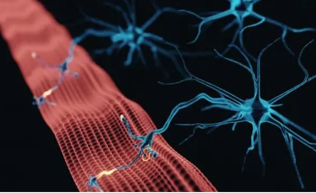 人造肌肉纤维能应用于哪些行业