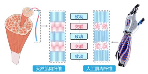 人造肌肉纤维